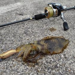 台風前にエギング